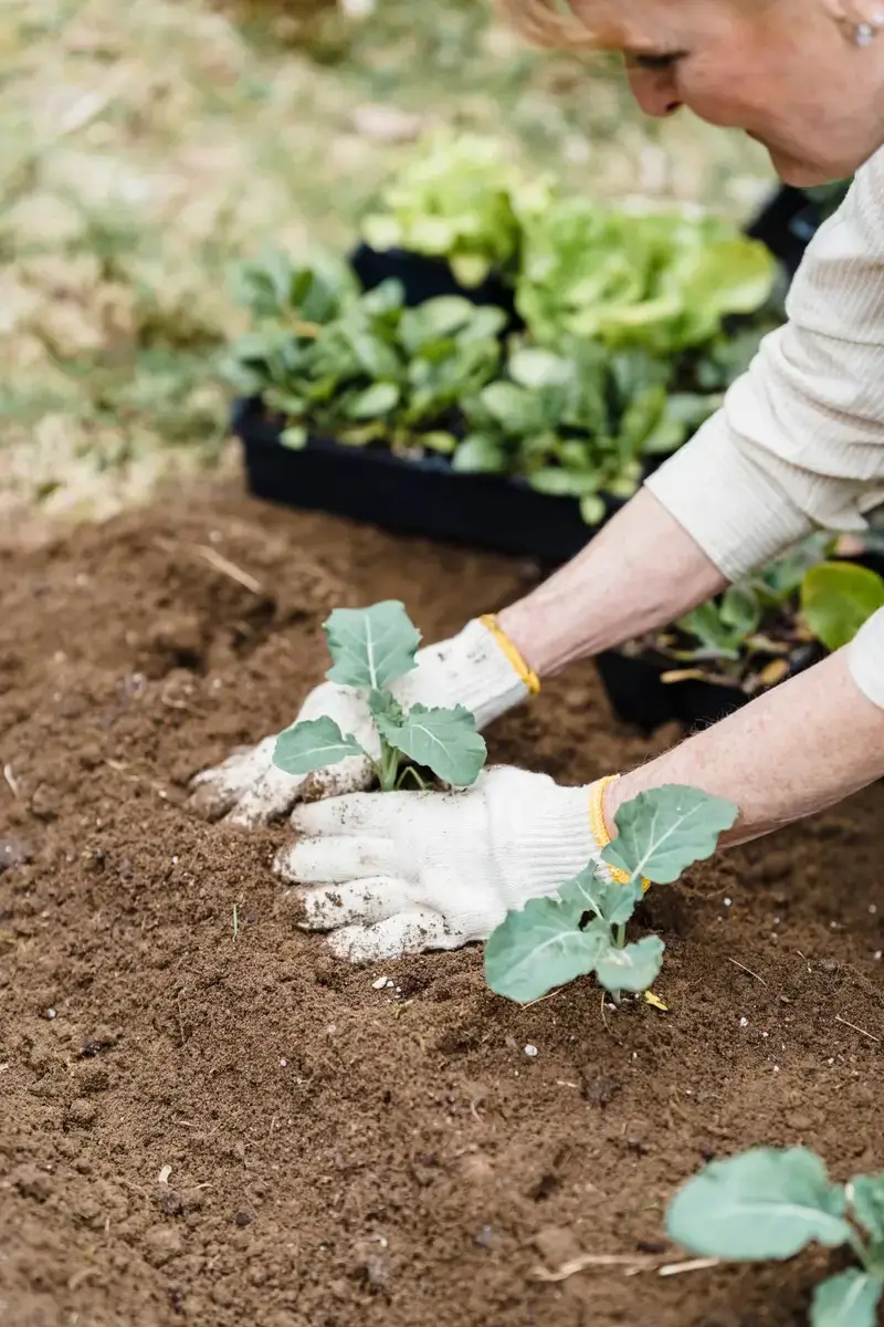 A gardener planting and tending fresh green seedlings