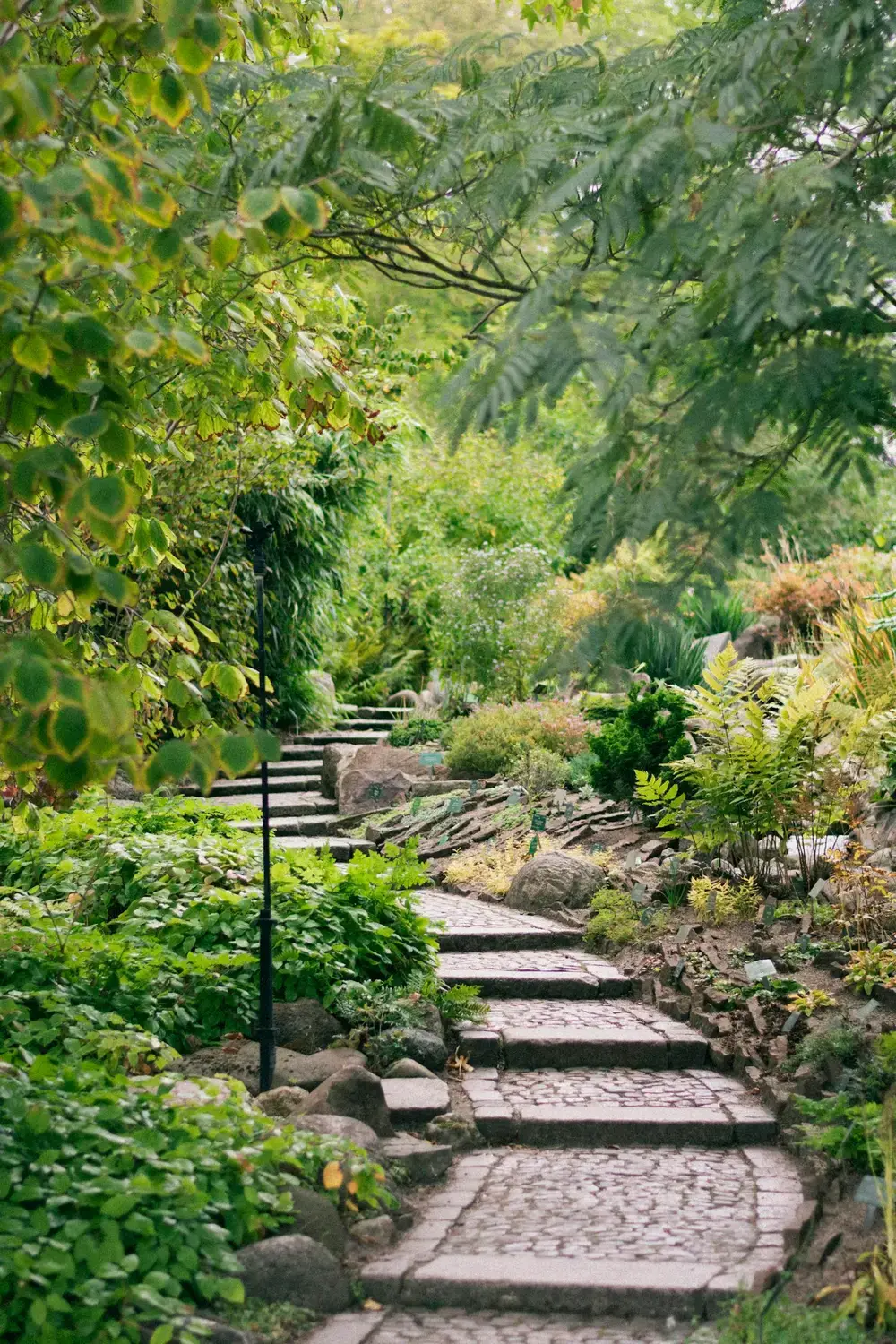 A winding stone path framed by lush greenery