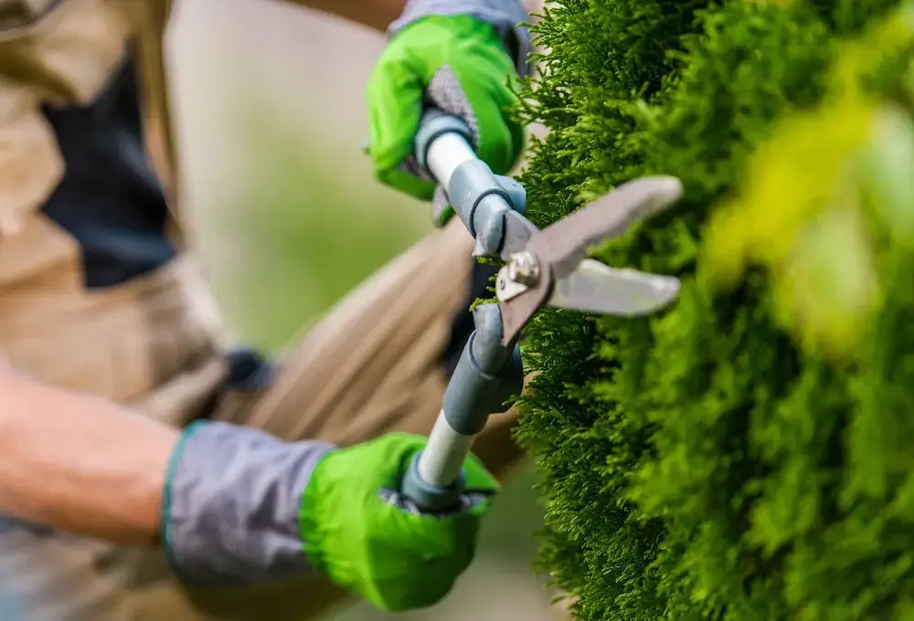 Pruning shears carefully tending a garden shrub