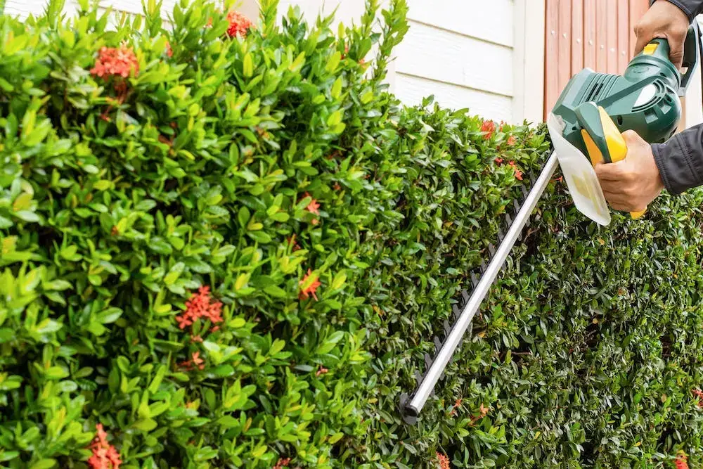 A close view of hedge trimming and green foliage