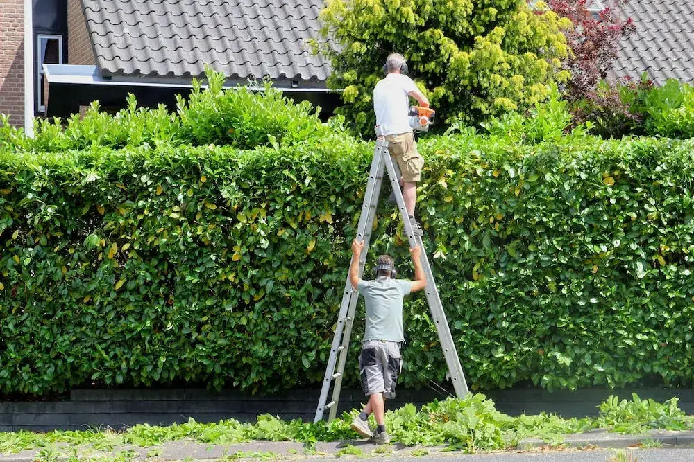 Gardeners carefully shaping a tall green hedge